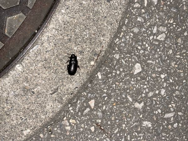 この虫の名前教えてちょ