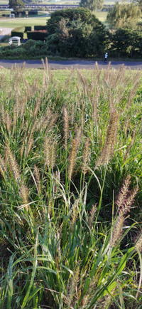 河川敷に生える雑草です 麦の穂に似ているので興味を持ちました Yahoo 知恵袋