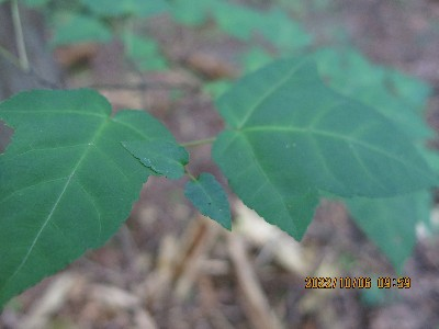 1番大切だという意味の花言葉の花何かありますか ミセバヤ 大切なあなた Yahoo 知恵袋