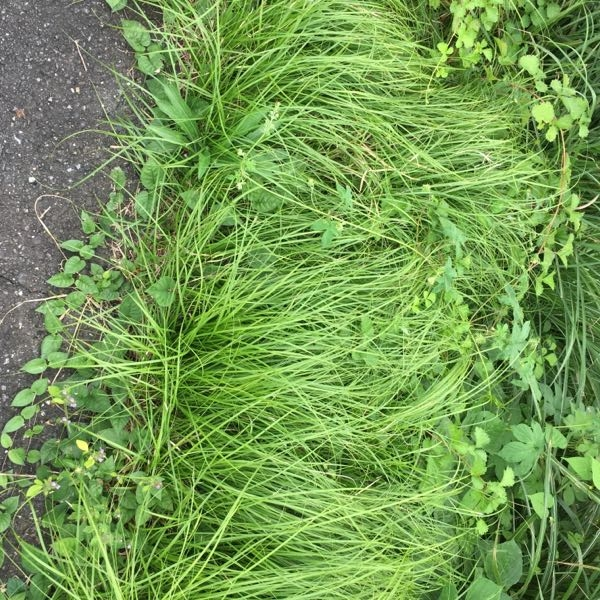 理科の花のつくりと働きで双子葉類単子葉類合弁花離弁花でテストとかに出そうな花を Yahoo 知恵袋