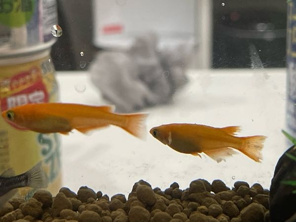 メダカの隔離状態の薬浴終了から本水槽への戻し方を教えてください 薬 Yahoo 知恵袋