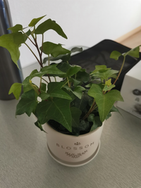 観葉植物の側にお水を置いていますか 私は エアコンの側で特に乾 Yahoo 知恵袋