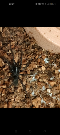 この子は何の種類のクモですか ワシグモ科 メキリグモ類の子かと思ったんで Yahoo 知恵袋