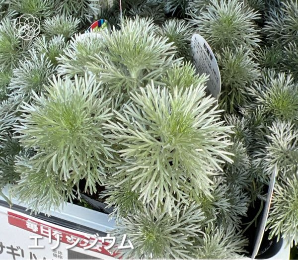 アサギリソウの苗がお安く売られていました 10月からでも越冬し Yahoo 知恵袋