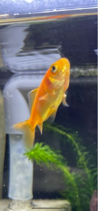 飼っている金魚の胸ビレにニキビみたいなのがありました これは病気なんでし Yahoo 知恵袋