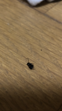 これはゴキブリの子供でしょうか これはクロゴキブリの初齢幼虫 卵か Yahoo 知恵袋