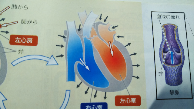 大至急 動脈 静脈 肺動脈 肺静脈がそれぞれどこか教えてください Yahoo 知恵袋