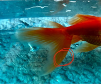 金魚のツリガネムシについて教えてください 先週も質問した金魚なんで Yahoo 知恵袋