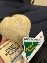 大至急！オーストラリアでカンガルーの金玉のストラップを買った