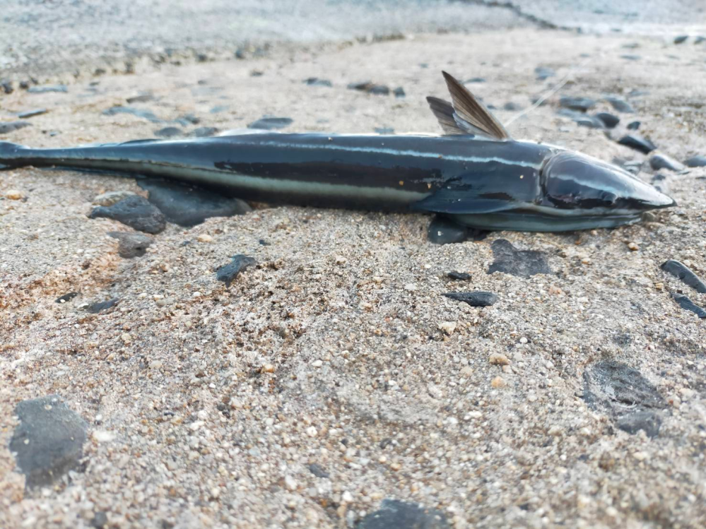 この魚はなんという魚ですか 釣れました コバンザメっぽいです Ht Yahoo 知恵袋