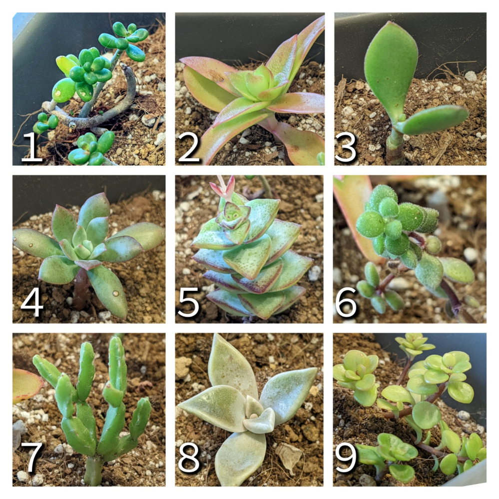 多肉植物の土 60リットル 植物 | discovermediaworks.com