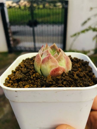 カーネーションを挿し木して１か月になります 挿し木した花や草が根をはるのはど Yahoo 知恵袋