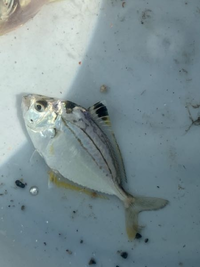 ハゼ釣りに来て釣れました この魚は何ですか ヒイラギですね ウチの Yahoo 知恵袋