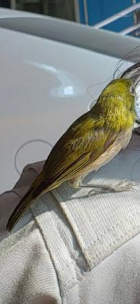 この鳥は何の鳥ですか 迷い込んできました めちゃくちゃ人になれています Yahoo 知恵袋