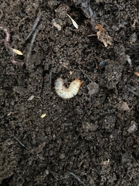 腐葉土はマルチングに使えるらしいですが コガネ虫幼虫の温床にならないのでしょ Yahoo 知恵袋
