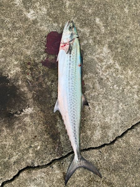 この魚は何ですか サイズ感からしてサゴシですね 釣った時は臭うけど Yahoo 知恵袋