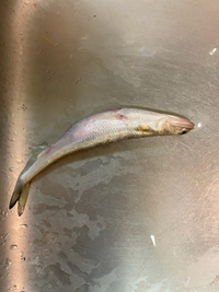 これは何という魚ですか 今日新潟で釣れました エソですね 自分もエ Yahoo 知恵袋