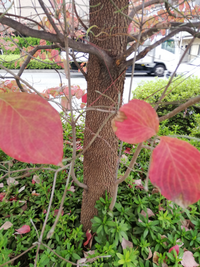 この木はなんですか 非常に美しく紅葉し 街路樹として植えられていて 高さ Yahoo 知恵袋