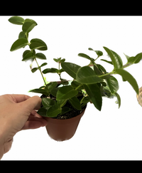 Ikeaで観葉植物を399円で購入したのですが 名前がわかりません 帰っ Yahoo 知恵袋
