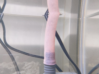 水槽内に発生しているこのピンク色のはなんでしょうか 海水の水 Yahoo 知恵袋