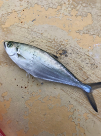 海釣りで写真の魚が釣れました この魚の名前を教えて下さい 大き Yahoo 知恵袋