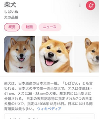 最近柴犬が小型犬に分類されると知ったのですが小型犬のみ飼育可能 Yahoo 知恵袋