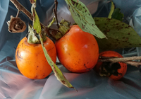 まだ青い渋柿の食べ方を教えてください 小さくて丸くて青 Yahoo 知恵袋