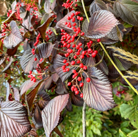 赤い実の樹木の名前を教えてください 葉の色が独特で目立っていま Yahoo 知恵袋