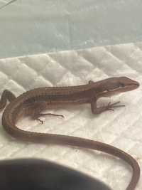 うちのカナヘビについてです 餌を食べず 背中に白い斑点が見えます 斑点は Yahoo 知恵袋