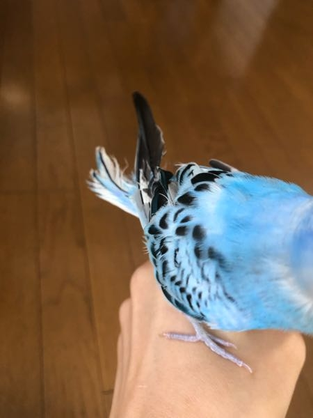 生後4ヶ月のインコの羽がボロボロです……ストレスでしょうか?セ... - Yahoo!知恵袋 生後4ヶ月のインコの羽がボロボロです……ストレスでしょうか?セ... - Yahoo!知恵袋