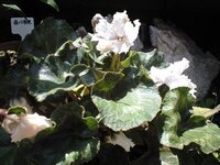 シクラメンの種の採取について 種ってどこに出来るんですか どんな形をしてるんで Yahoo 知恵袋