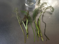 よくコップに水を入れて発根させますがこれはディルなのですが茎が Yahoo 知恵袋