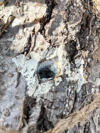 椎茸の原木栽培に挑戦中です 昨年ナメクジや他の虫に食べられてしまい穴が開 Yahoo 知恵袋