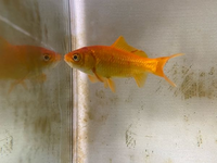 この金魚は病気ですか 赤い斑点があります Yahoo 知恵袋