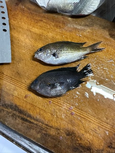 下の魚はスズメダイですか クロの稚魚ですか クロじゃなくスズメダイ Yahoo 知恵袋