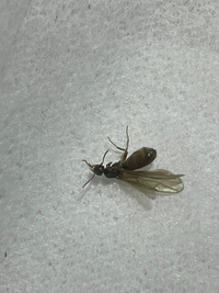 夢占いして下さい ゴキブリが家中いて 退治し かなりデカイのがなかなか死ななく Yahoo 知恵袋