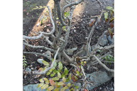 ヒイラギナンテンが鬼門の位置にあります 剪定してもいいのでしょうか Yahoo 知恵袋