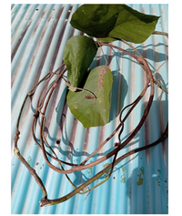 なんのツルですか クズの葉っぱとは違うようです Yahoo 知恵袋