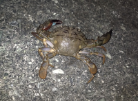 このカニは何ていう名前のカニですか イシガニですね Yahoo 知恵袋