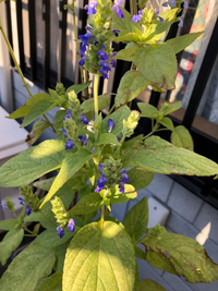 この花はなんの花ですか サルビア ヒスパニカです Htt Yahoo 知恵袋