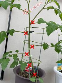 トマト栽培の二本立てについて 初めてプランターでミニトマト栽培にチャレン Yahoo 知恵袋