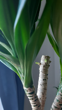 ドラセナコンパクタです トップの枝を折ってしまいそのまま放置し Yahoo 知恵袋