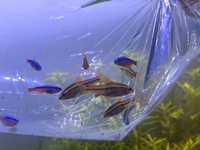 先程熱帯魚ショップで購入した魚の名前を忘れてしまいました オレ Yahoo 知恵袋