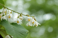 こんにちは 名もない花には名前をつけましょう 皆さんならこの花にどんな名 Yahoo 知恵袋