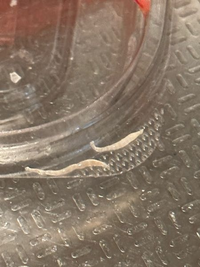 甘エビにくっ付いていたんですが アニサキス ですか Yahoo 知恵袋