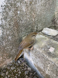 この鳥はなんという鳥でしょう ウグイスです Yahoo 知恵袋