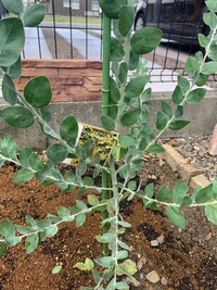 パールアカシアの枯れについて。最近の長雨で、鉢植えて外に出してい