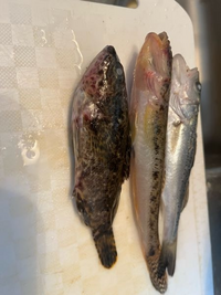 千葉市在住の人です テトラで穴釣りでカサゴ等を釣りたいんですが 自転車で行ける Yahoo 知恵袋