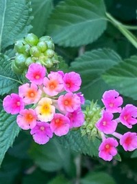 この花はなんという名前ですか 家の近くで見かけて 綺麗だったので撮影しま Yahoo 知恵袋