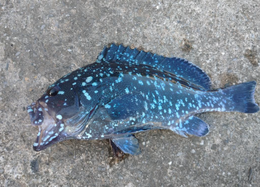 こんにちは この魚の名前を教えてください 場所は沖縄です 大きさは２０ｃ Yahoo 知恵袋